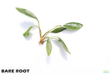 Anubias Congensis_Bare Root