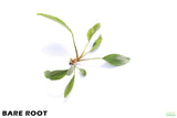 Anubias Congensis_Bare Root