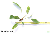 Anubias Congensis_Bare Root