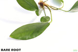 Anubias Congensis_Bare Root