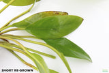 Anubias Congensis (Background Aquarium Plant)