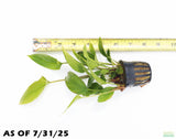 Anubias Gigantea (the Ultimate Anubias) POTTED
