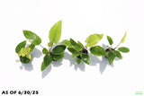 Anubias Gigantea (the Ultimate Anubias) POTTED