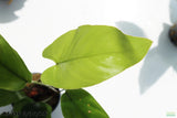 Anubias Gigantea (the Ultimate Anubias) POTTED