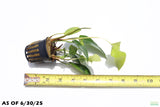 Anubias Gigantea (the Ultimate Anubias) POTTED