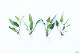 Anubias Gigantea_BARE ROOT_Aquarium plant for sale