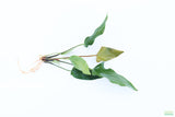 Anubias Gigantea_BARE ROOT_Aquarium plant for sale