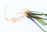 Anubias Gigantea_BARE ROOT_Aquarium plant for sale