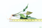 Anubias Gigantea_BARE ROOT_Aquarium plant for sale
