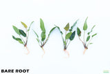 Anubias Gigantea_BARE ROOT_Aquarium plant for sale