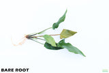 Anubias Gigantea_BARE ROOT_Aquarium plant for sale