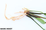 Anubias Gigantea_BARE ROOT_Aquarium plant for sale