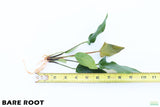 Anubias Gigantea_BARE ROOT_Aquarium plant for sale