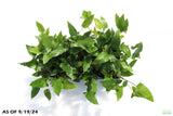 Anubias Gigantea (The Ultimate Anubias) Aquarium Plant For Sale