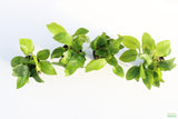 Anubias Golden Nana_Aquarium Plant For Sale