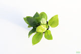 Anubias Golden Nana_Aquarium Plant For Sale