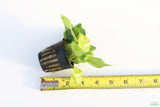 Anubias Golden Nana_Aquarium Plant For Sale