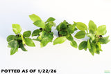 Anubias Golden Nana_Aquarium Plant For Sale