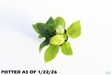Anubias Golden Nana_Aquarium Plant For Sale