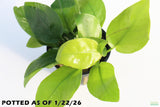 Anubias Golden Nana_Aquarium Plant For Sale