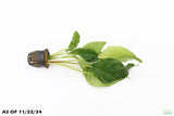 Anubias Heterophylla (6-7 Inches) small