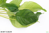 Anubias Heterophylla (6-7 Inches) small