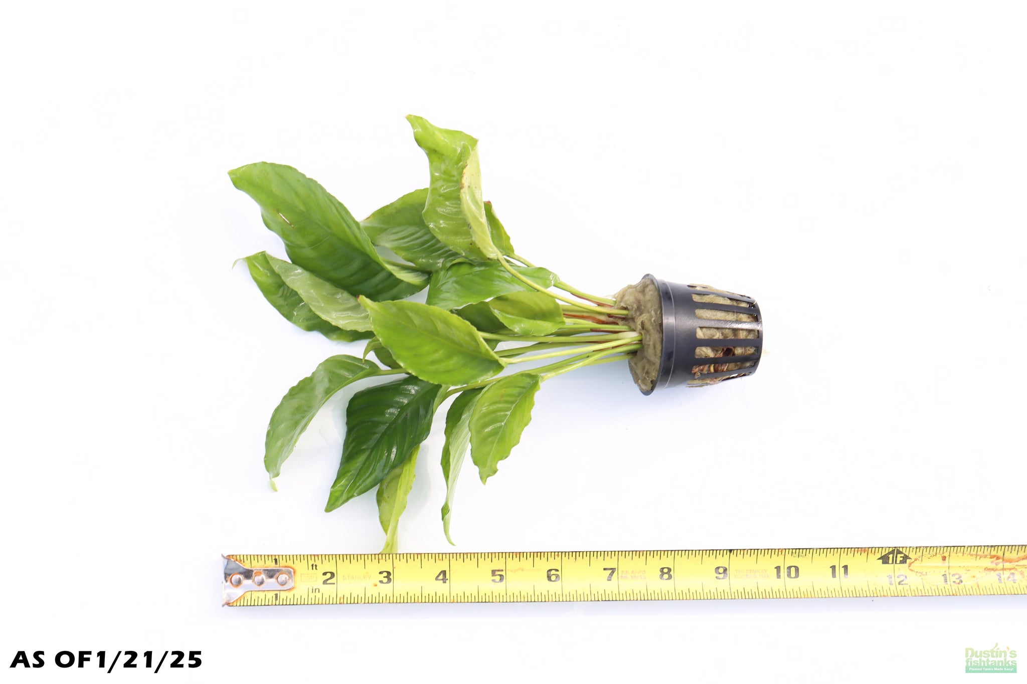 Anubias Nana For Sale on Dustin's FIsh Tanks