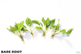 Anubias Heterophylla_BARE ROOT_Aquarium Plant For Sale