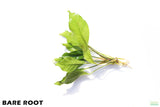 Anubias Heterophylla_BARE ROOT_Aquarium Plant For Sale