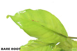 Anubias Heterophylla_BARE ROOT_Aquarium Plant For Sale