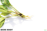 Anubias Heterophylla_BARE ROOT_Aquarium Plant For Sale