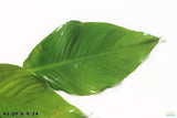 Anubias Heterophylla_Big Anubias_Aquarium Plant for sale