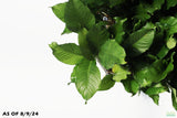 Anubias Heterophylla_Big Anubias_Aquarium Plant for sale