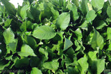 Anubias Heterophylla_Big Anubias_Aquarium Plant for sale