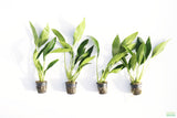 Anubias Lanceolata_POTTED_Mega Hardy Background Plant_Aquarium plant for sale