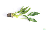 Anubias Lanceolata_POTTED_Mega Hardy Background Plant_Aquarium plant for sale