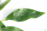 Anubias Lanceolata_POTTED_Mega Hardy Background Plant_Aquarium plant for sale