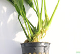 Anubias Lanceolata_POTTED_Mega Hardy Background Plant_Aquarium plant for sale