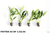 Anubias Lanceolata_POTTED_Mega Hardy Background Plant_Aquarium plant for sale