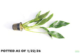 Anubias Lanceolata_POTTED_Mega Hardy Background Plant_Aquarium plant for sale