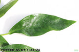 Anubias Lanceolata_POTTED_Mega Hardy Background Plant_Aquarium plant for sale