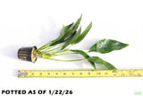 Anubias Lanceolata_POTTED_Mega Hardy Background Plant_Aquarium plant for sale