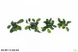 Anubias Nana Long_Aquarium Plant For Sale