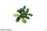 Anubias Nana Long_Aquarium Plant For Sale