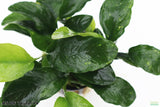 Anubias Nana Long_Aquarium Plant For Sale