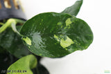 Anubias Nana Long_Aquarium Plant For Sale