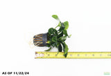 Anubias Nana Long_Aquarium Plant For Sale