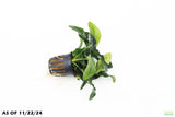 Anubias Nana Long_Aquarium Plant For Sale