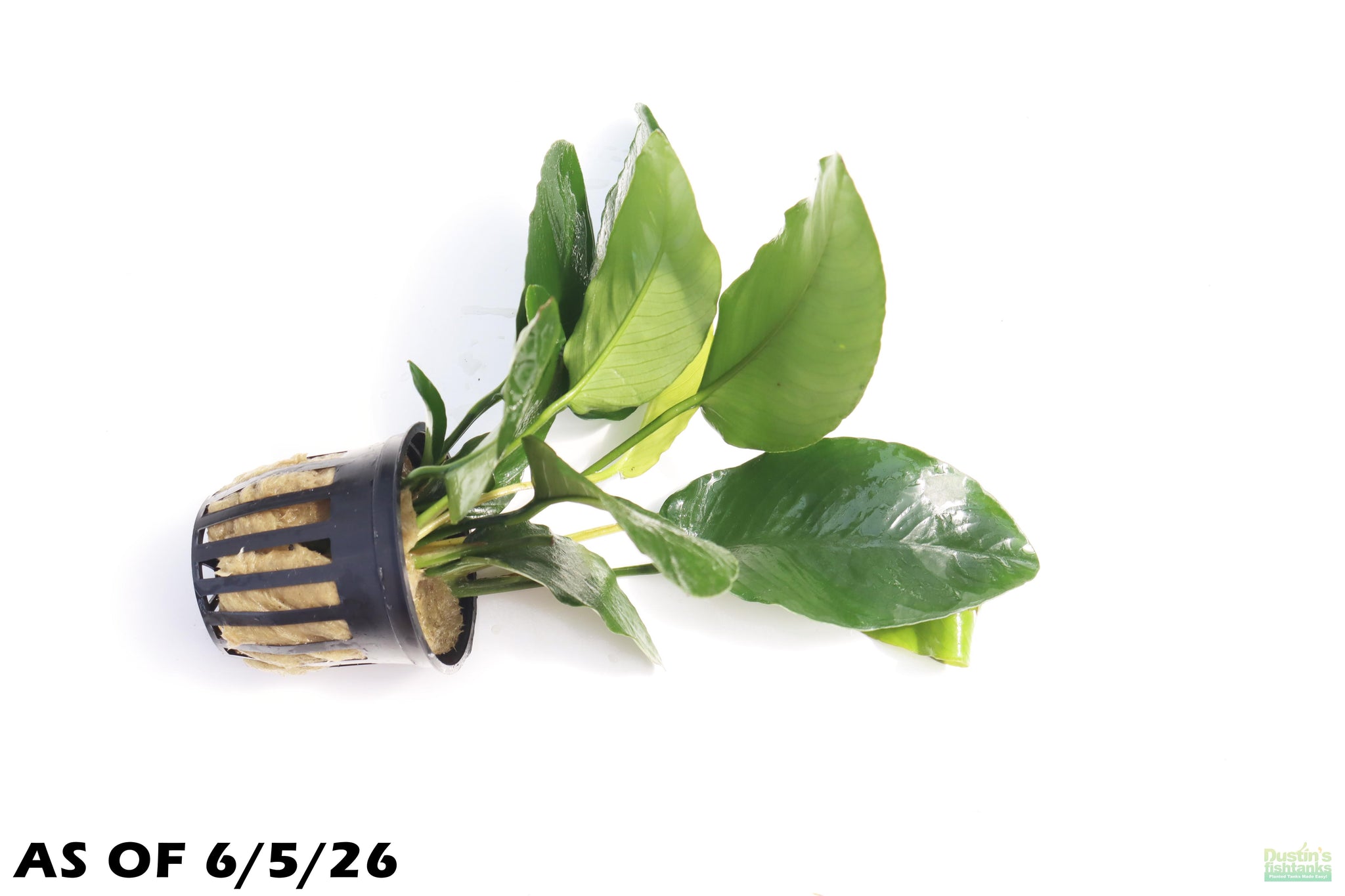 Anubias Nana For Sale on Dustin's FIsh Tanks