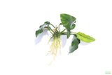 Anubias Nana Long Leaf_Bare Root